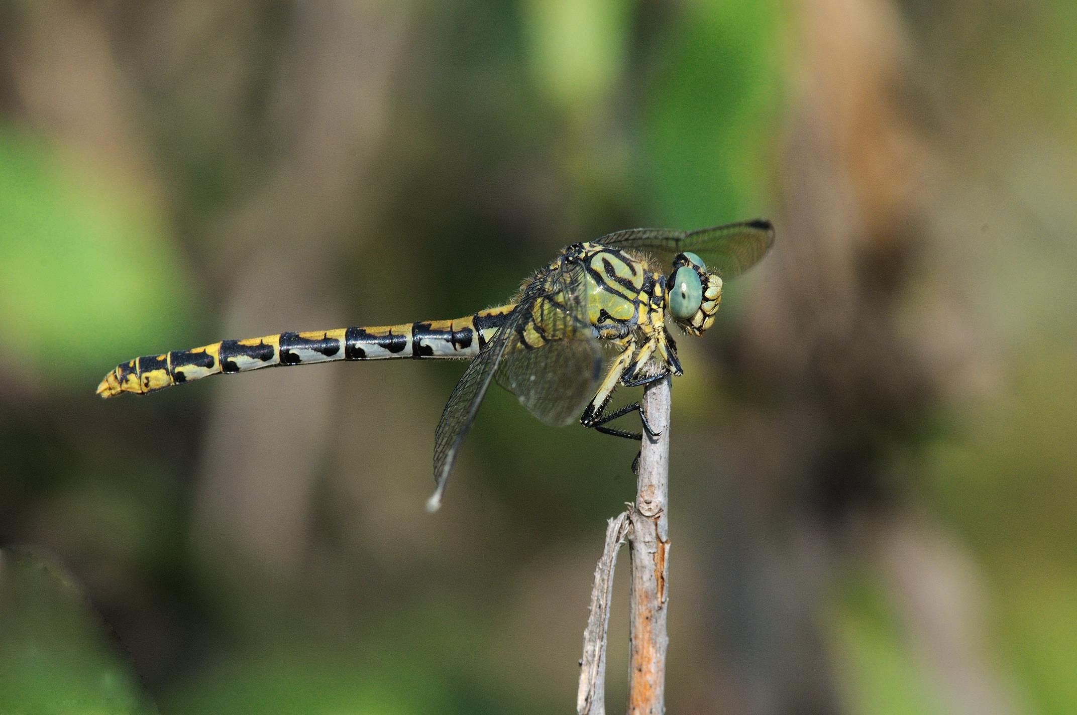 Onychogomphus forcipatus unguiculatus